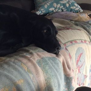 Meet your Posher, Joy